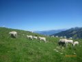 87 am Rosskopf begruessen uns die Schafe